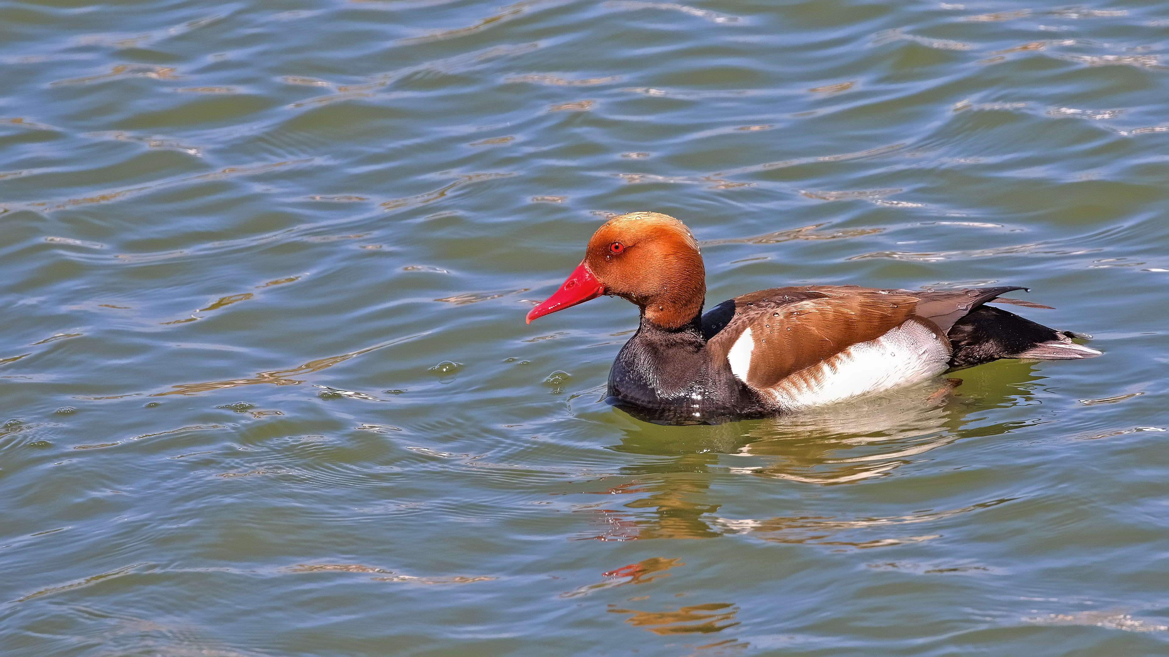Red-crested Pochard — Ana fotoğraf